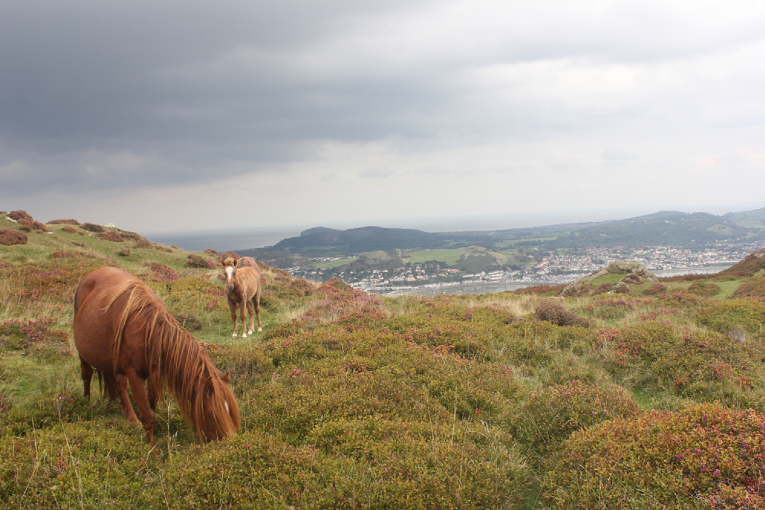 Carneddau Ponies on Mynydd Conwy